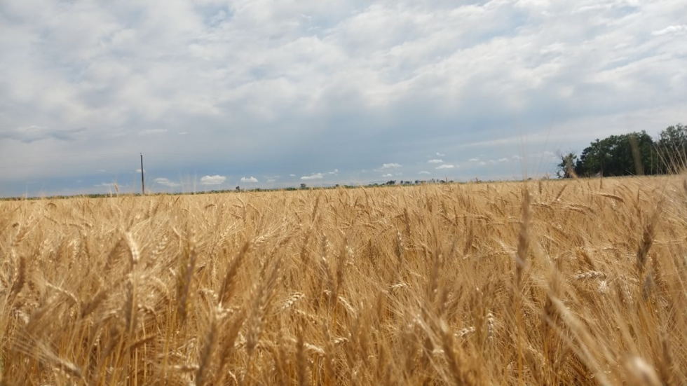 Producción De Trigo En La Pampa 201920 Bccba 8679