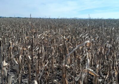 Lote de maíz en el norte de Córdoba - 29/06/2023 - Fuente: colaborador DIA