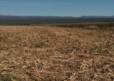 Cosecha de maíz en Los Altos - 1.08.2023 - Fuente: colaborador DIA