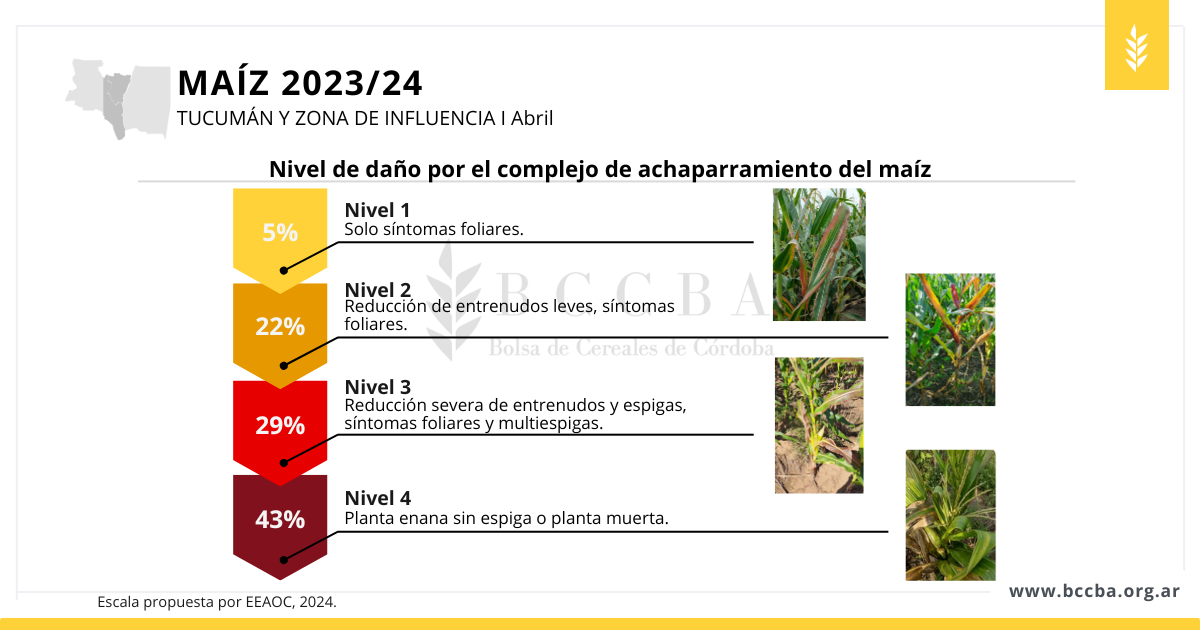 avance de siembra maíz 