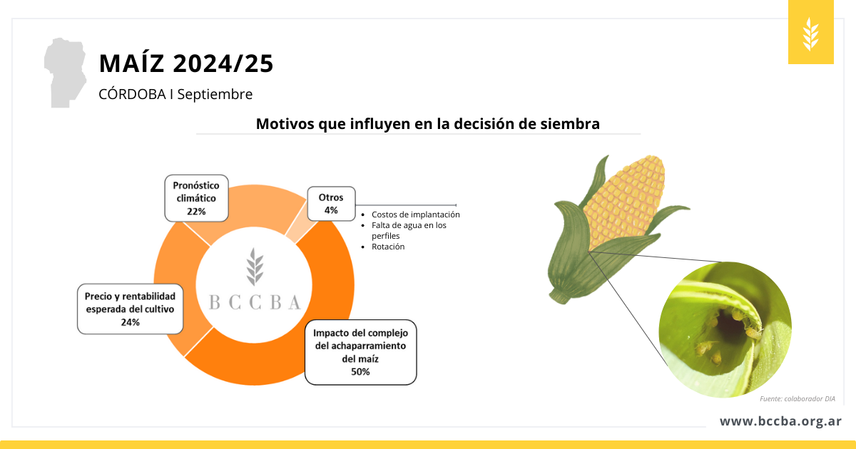 avance de siembra en maní 