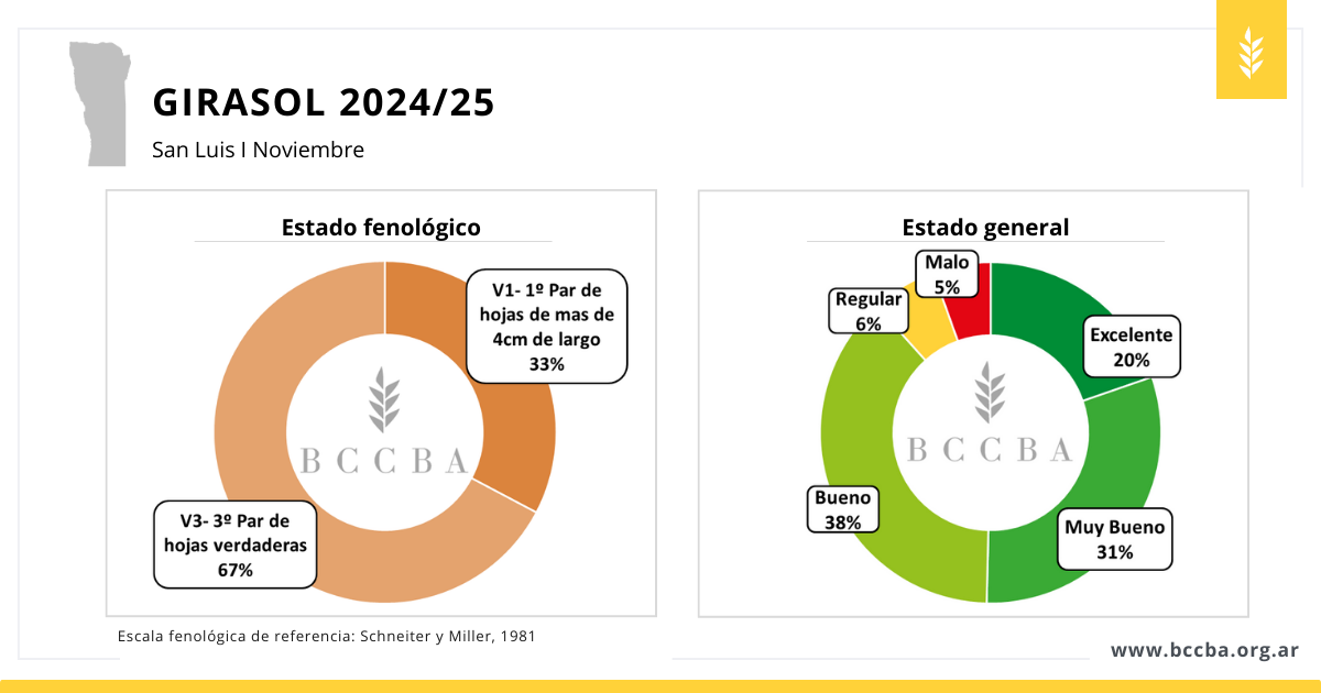 Maní zona BCCBA