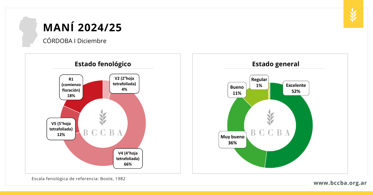 Maní zona BCCBA