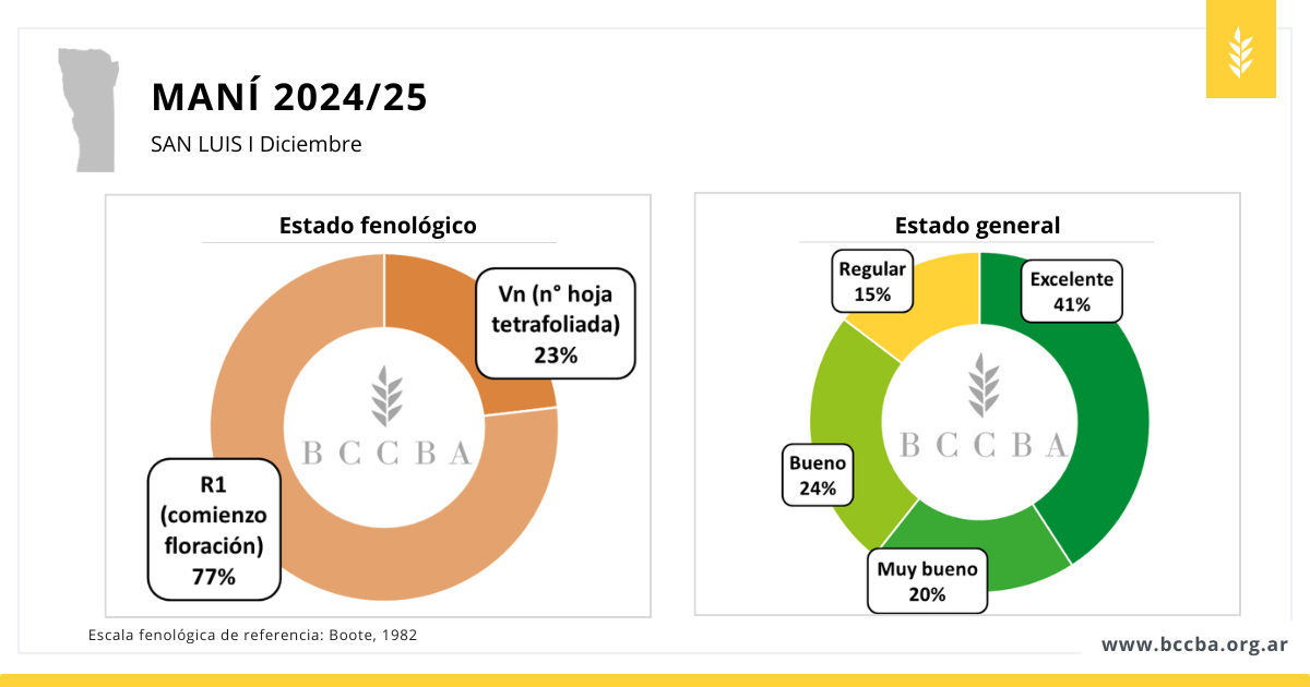 Maní zona BCCBA