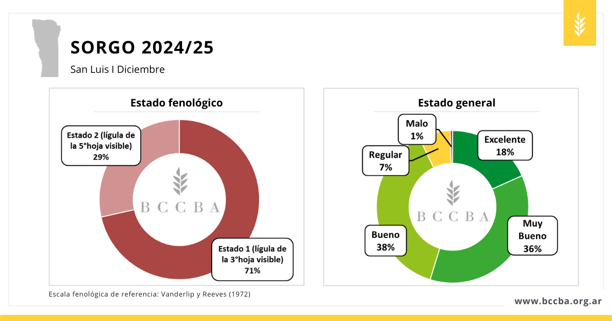 Superficie sorgo